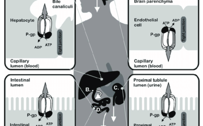 MDCK II cells overexpressing MDR1 protein. A must assay for drug development.