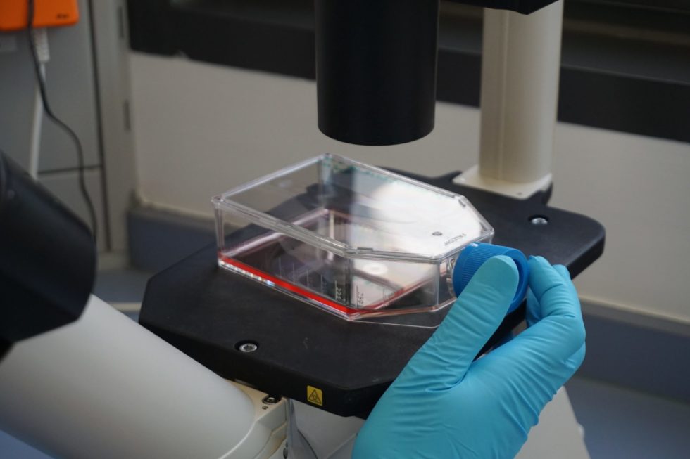 Caco-2 cells Permeability Assay Protocol - in vitro intestinal ...