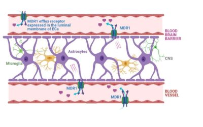 Why evaluate MDR1 receptor affinity in CNS pharmacokinetic assays?