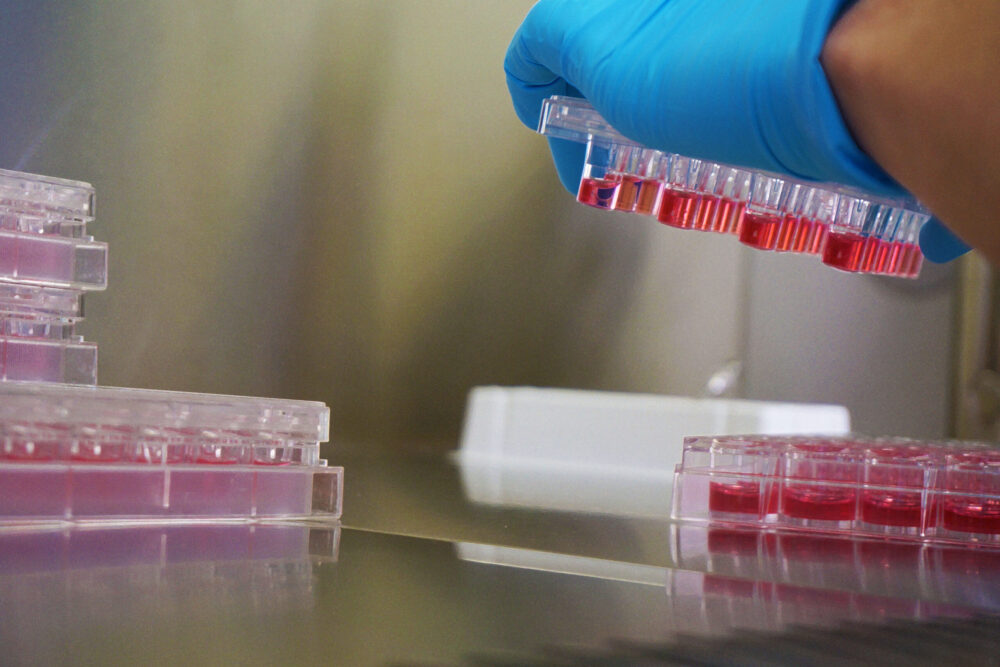 ReadyCell in vitro permeability assay 24 wells