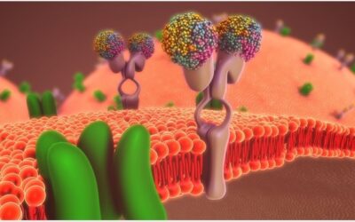 The evaluation of drug interactions in preclinical stages optimizes novel drug development