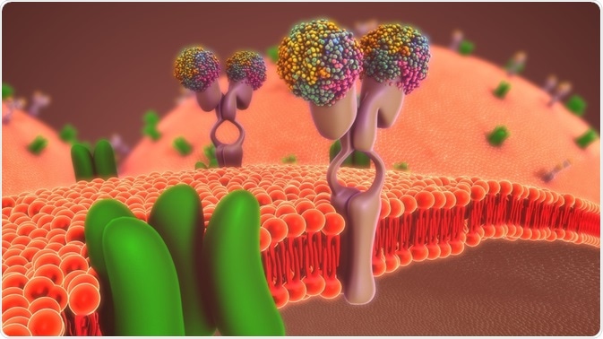 The evaluation of drug interactions in preclinical stages optimizes novel drug development