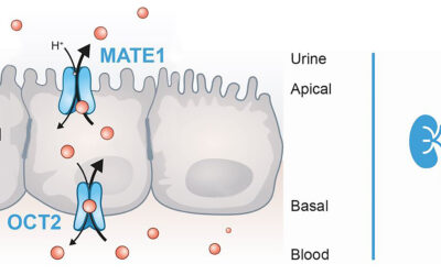 Drug Drug interaction studies in preclinical stage, reduces unexpected adverse events rate in clinical trails