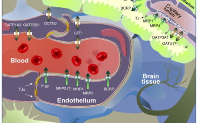 Assessment of Drug Permeation across the Blood-Brain-Barrier (BBB) in preclinical research