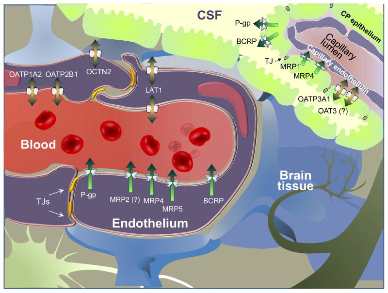 P-glycoprotein in blood-brain barrier endothelial cells: Interaction and  oligomerization with caveolins