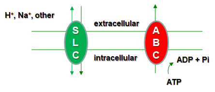 Figure 1:  Solute carrier (SLC) and ATP-binding cassette (ABC) superfamily transporters assist in th