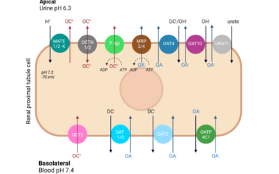 Renal elimination of drugs: The role of kidney transporters