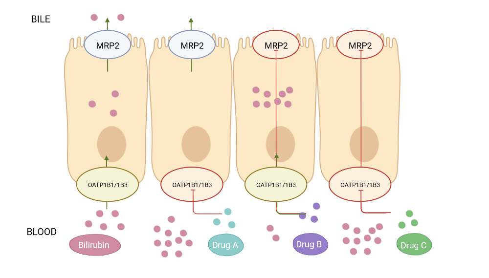 Role of hepatobiliary transporters in drug-induced hyperbilirubinemia