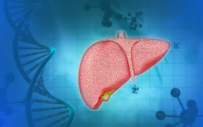 Hepatic drug elimination: The role of OATPs and MRP2 transporters