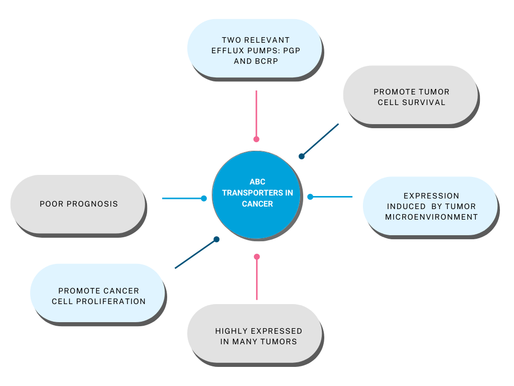 Figure 1. The role of ABC transporter proteins in cancer