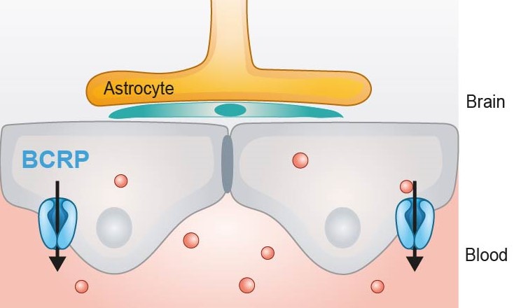 BCRP transporter in the BBB