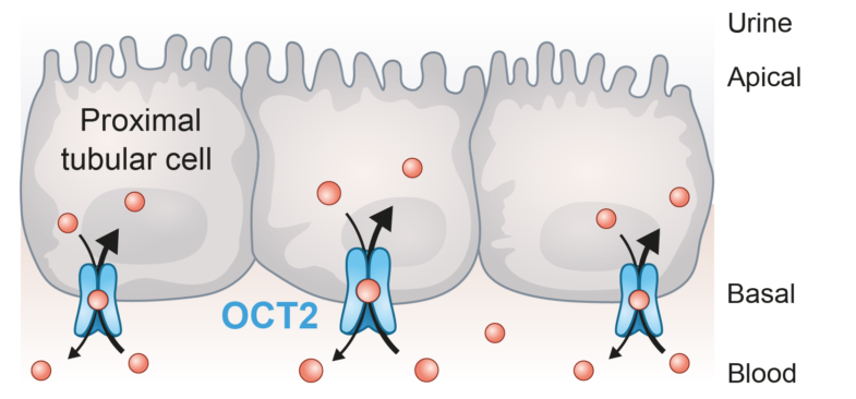 ReadyCell OCT2