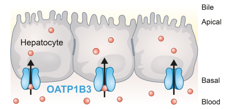 OATP1B3 Transporter