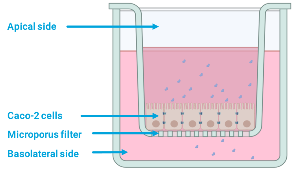 CacoReady®, 21-day differentiated Caco-2 cells grown on transwell permeable supports.