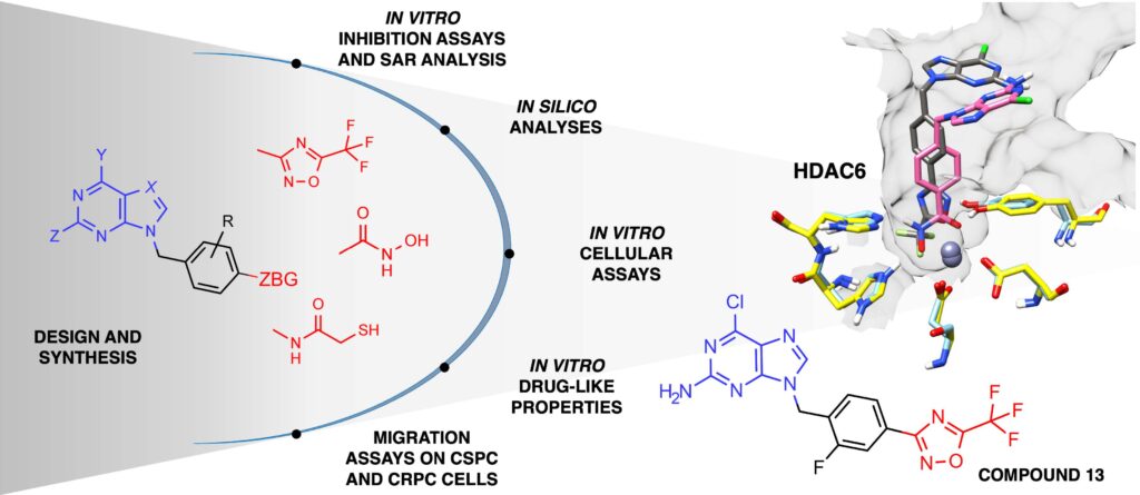 Graphical image of the study in which compound 13 was found to be a potent inhibitor of HDAC6 by tests such as molecular design and synthesis.