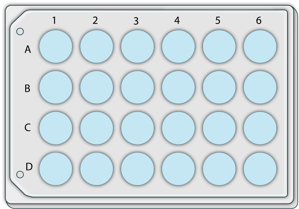 Illustration of the different types of plates that ReadyCell offers according to the well-counts. On the left is a 24-well plate; on the right is a 96-well plate.