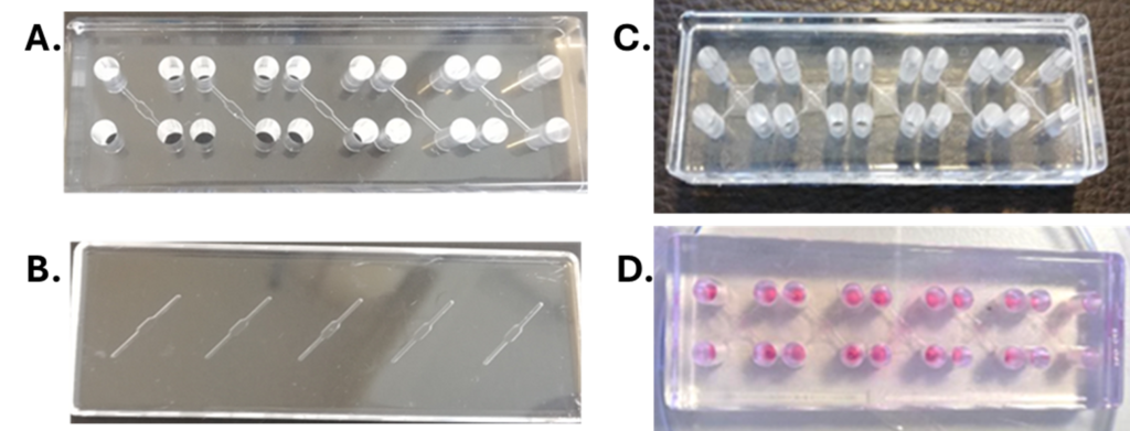 Figure. Prototype of the PMMA gut-on-a-chip device. A) Upper part of the device; includes the upper channel and reservoirs. B) Lower part of the device; includes the lower channel. C) Gut-on-a-chip device assembled. D) Gut-on-a-chip device in use.