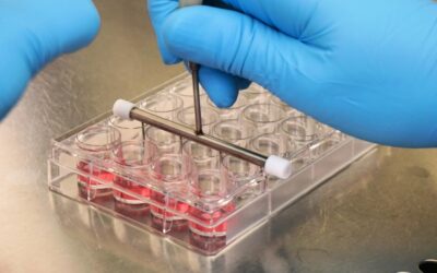 Recommended reference compounds for permeability assays